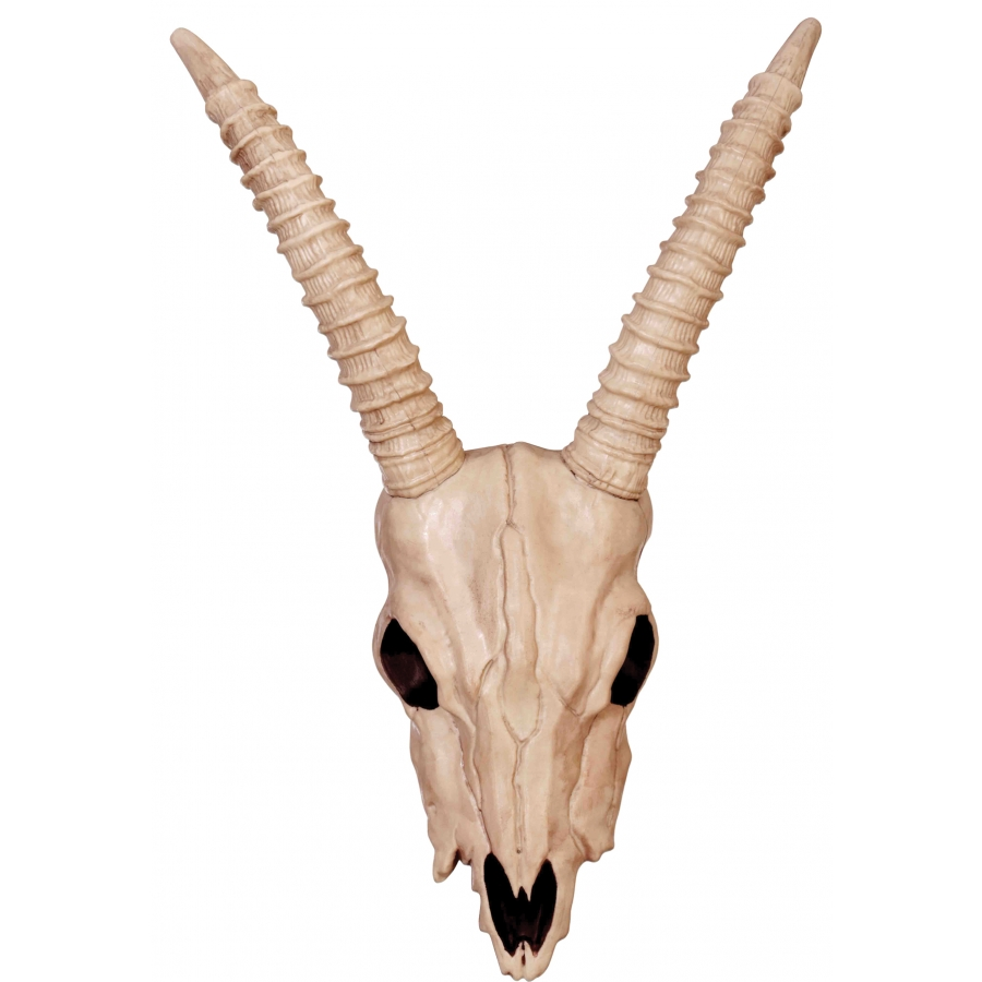 SKELETON GAZELLE HEAD 1 SKELETON GAZELLE HEAD